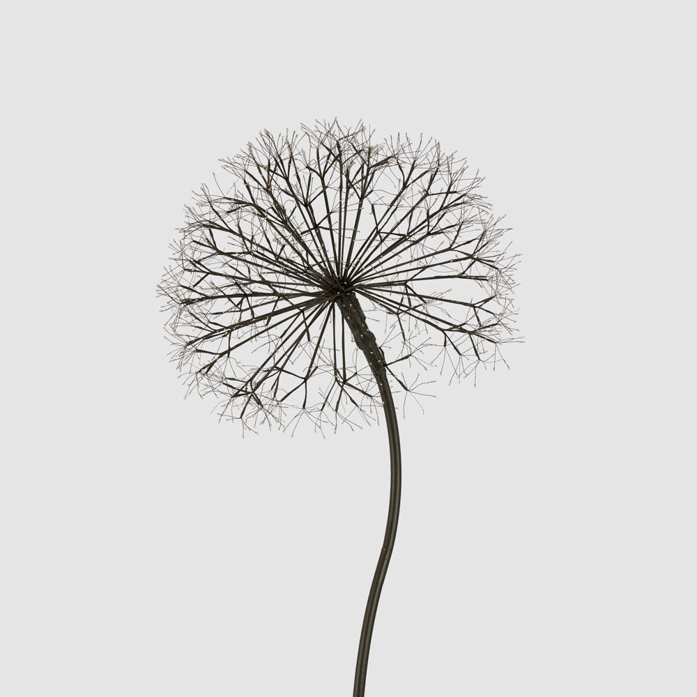 Vixen & Velvet LUMI Light-Up Dandelion - 210cm, 1200 LEDs, Warm White-VIXEN & VELVET-Ozlighting.com.au